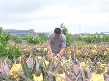 中承配资 乡村工匠夏国建的精致农业路