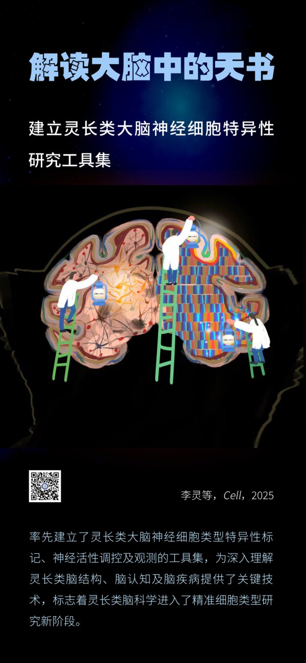 信钰配资 中国脑计划成果“组团”全球首秀，《细胞》首推脑图谱中国专辑